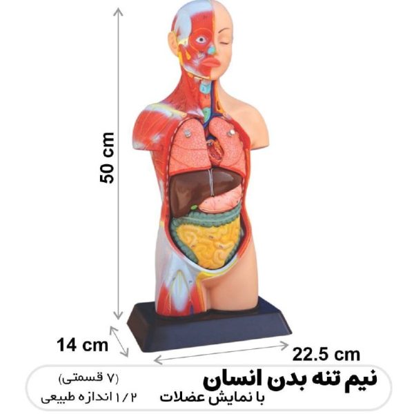 مولاژ 1/2 با ماهیچه